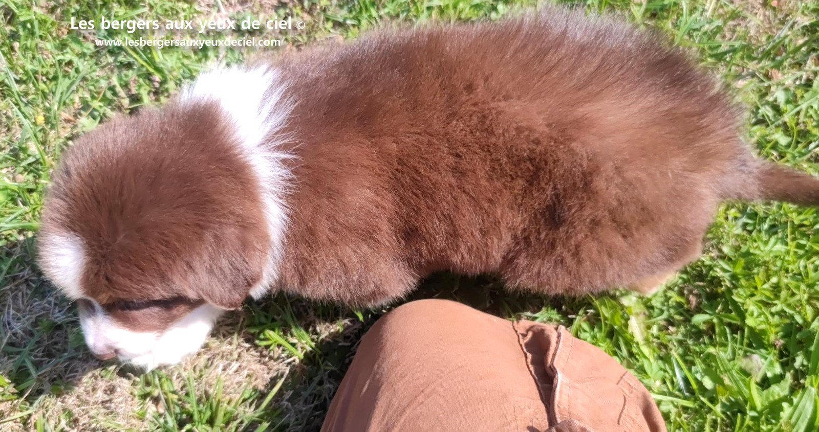 chiot mâle berger australien rouge tricolore aux yeux bleus prix ?