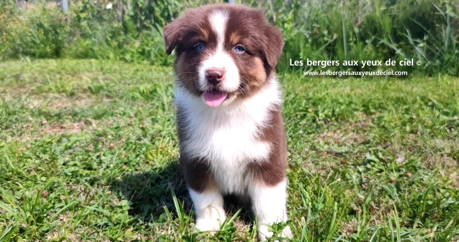 chiot mâle berger australien rouge tricolore aux yeux bleus prix ?