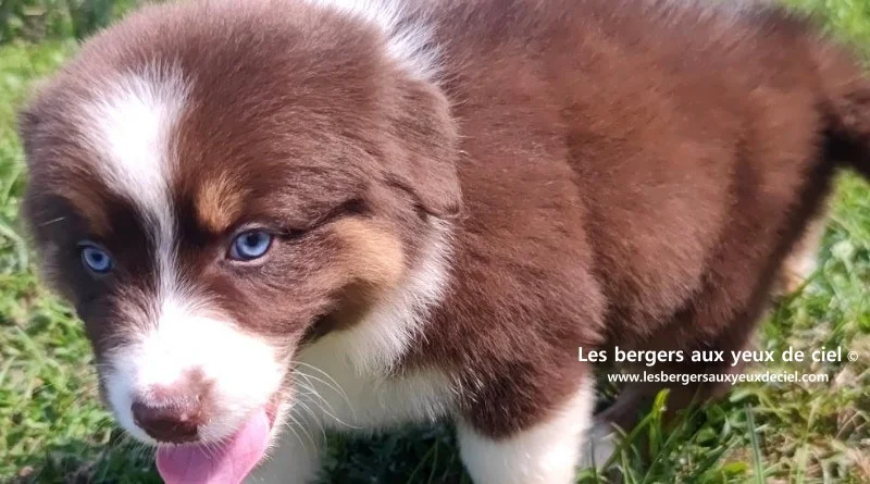 chiot mâle berger australien rouge tricolore aux yeux bleus prix ?