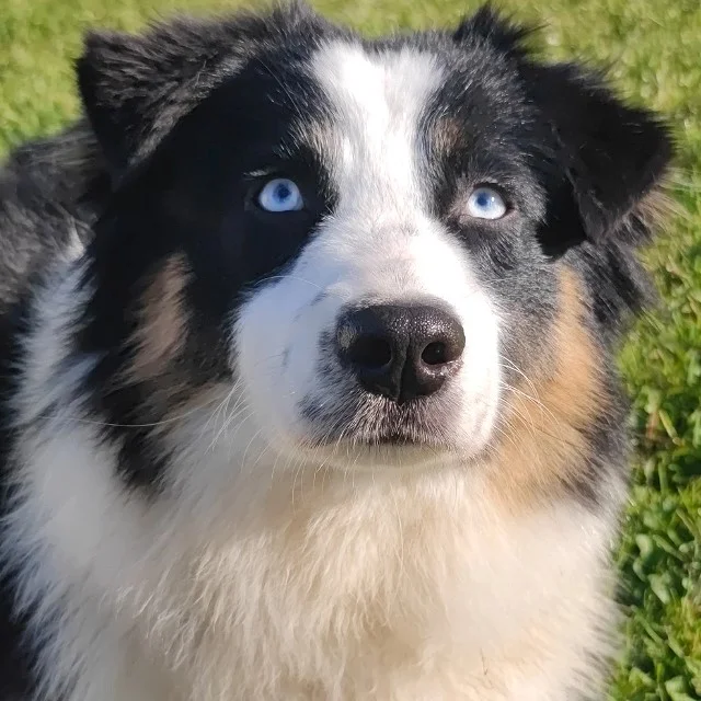 Fantômette chiot berger australien femelle noire tricolore aux yeux bleus et queue longue inscrite au LOF