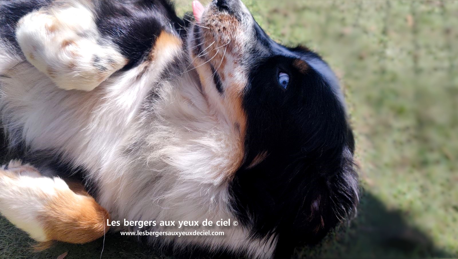 Toscane femelle tricolore aux yeux bleus est passée devant un juge de la Société Centrale Canine. Elle a obtenu sans difficulté son pedigree définitif.