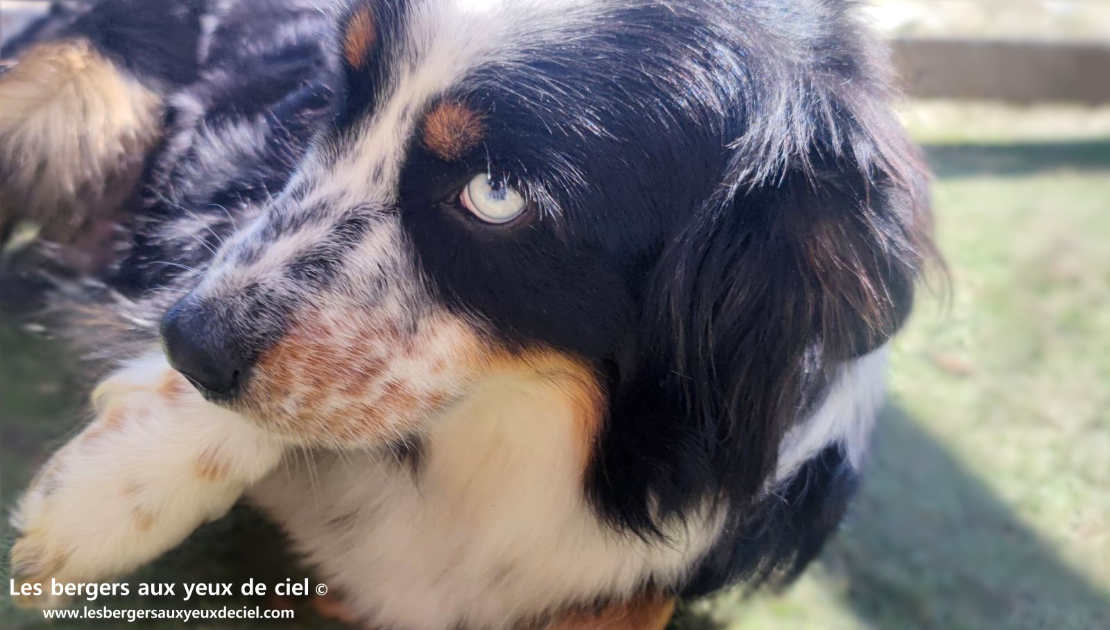 Toscane femelle tricolore aux yeux bleus est passée devant un juge de la Société Centrale Canine. Elle a obtenu sans difficulté son pedigree définitif.
