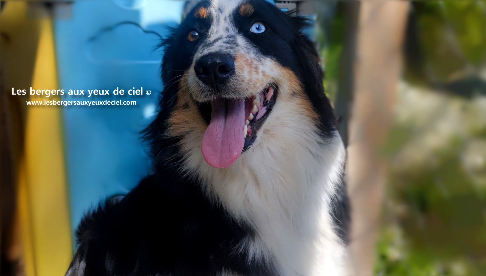 Toscane femelle tricolore aux yeux bleus est passée devant un juge de la Société Centrale Canine. Elle a obtenu sans difficulté son pedigree définitif.