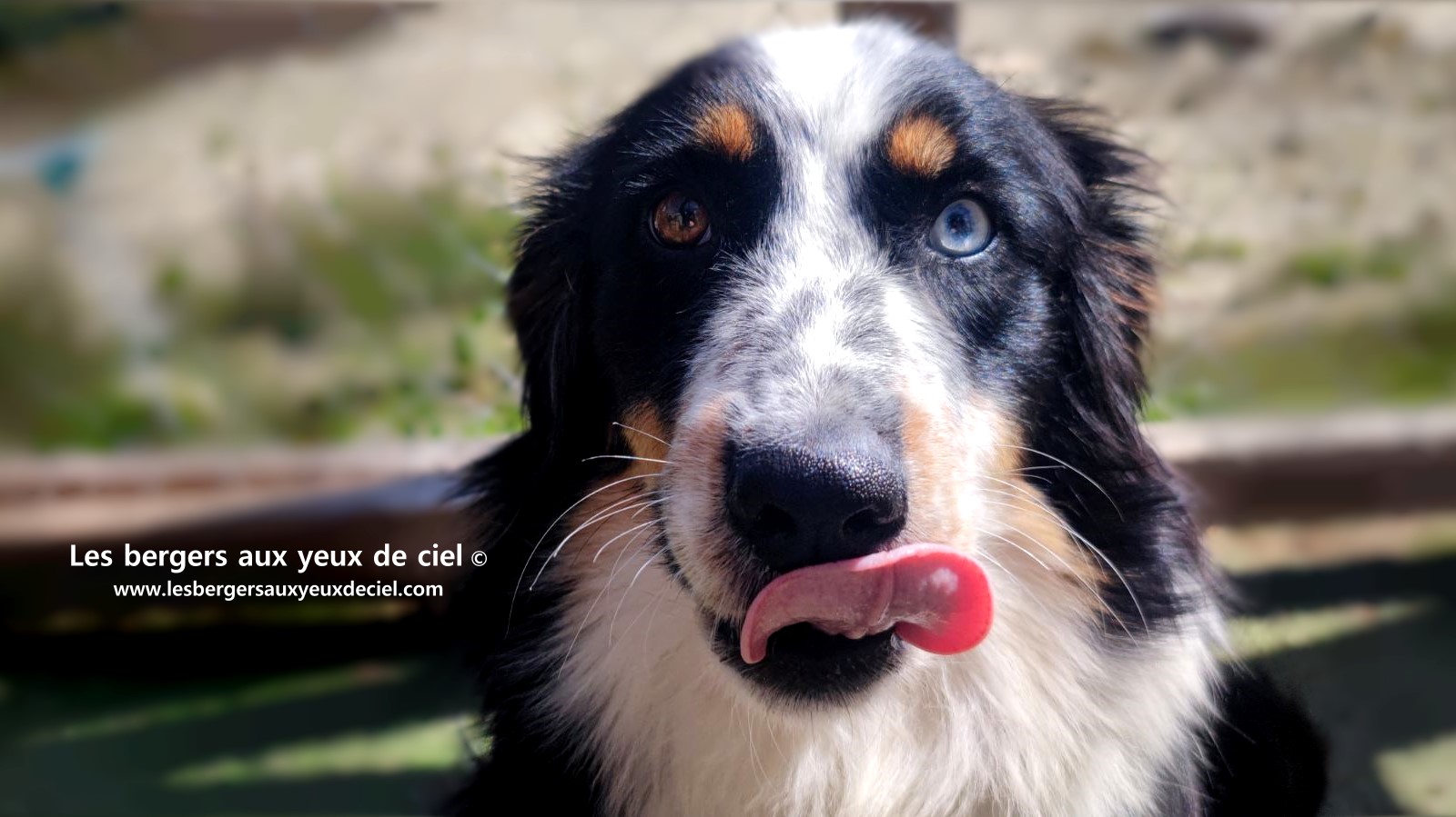 Toscane femelle tricolore aux yeux bleus est passée devant un juge de la Société Centrale Canine. Elle a obtenu sans difficulté son pedigree définitif.