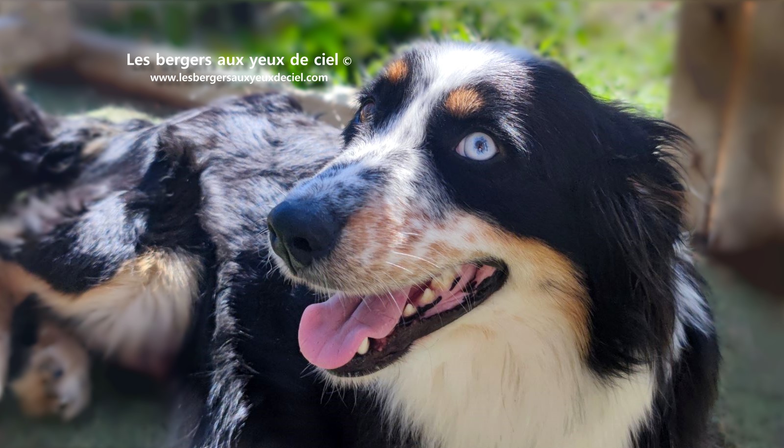 Toscane femelle tricolore aux yeux bleus est passée devant un juge de la Société Centrale Canine. Elle a obtenu sans difficulté son pedigree définitif.