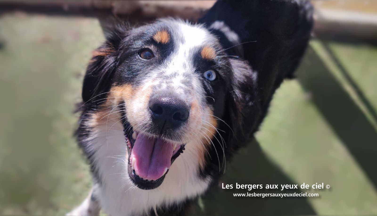 Toscane femelle tricolore aux yeux bleus est passée devant un juge de la Société Centrale Canine. Elle a obtenu sans difficulté son pedigree définitif.