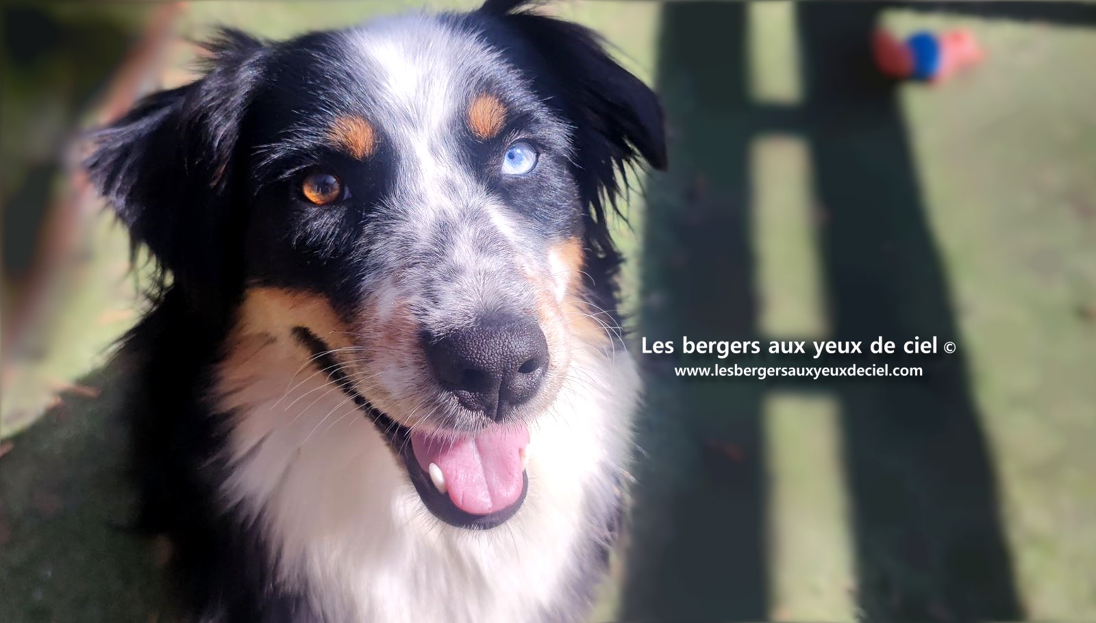 Toscane femelle tricolore aux yeux bleus est passée devant un juge de la Société Centrale Canine. Elle a obtenu sans difficulté son pedigree définitif.