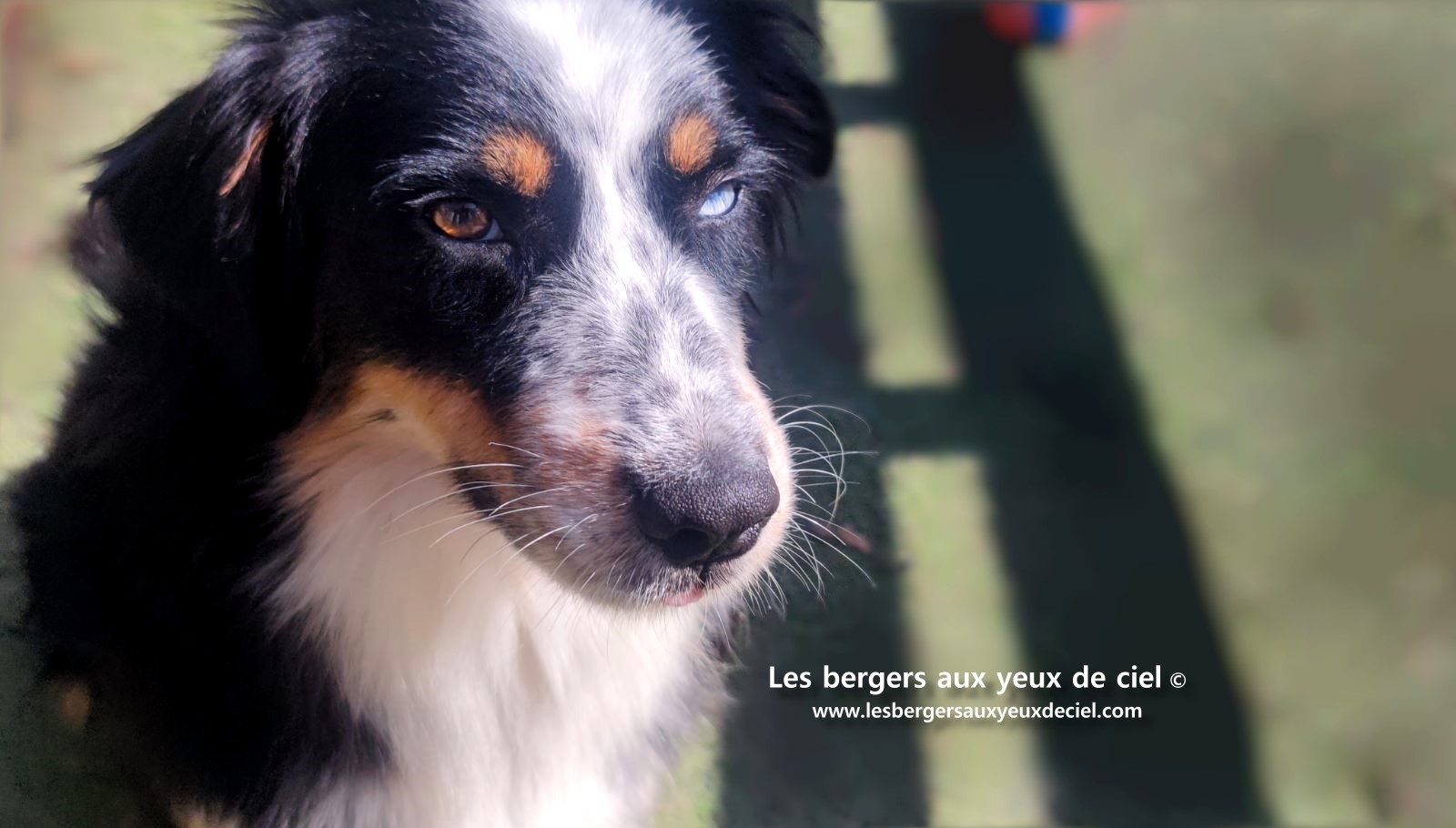 Toscane femelle tricolore aux yeux bleus est passée devant un juge de la Société Centrale Canine. Elle a obtenu sans difficulté son pedigree définitif.