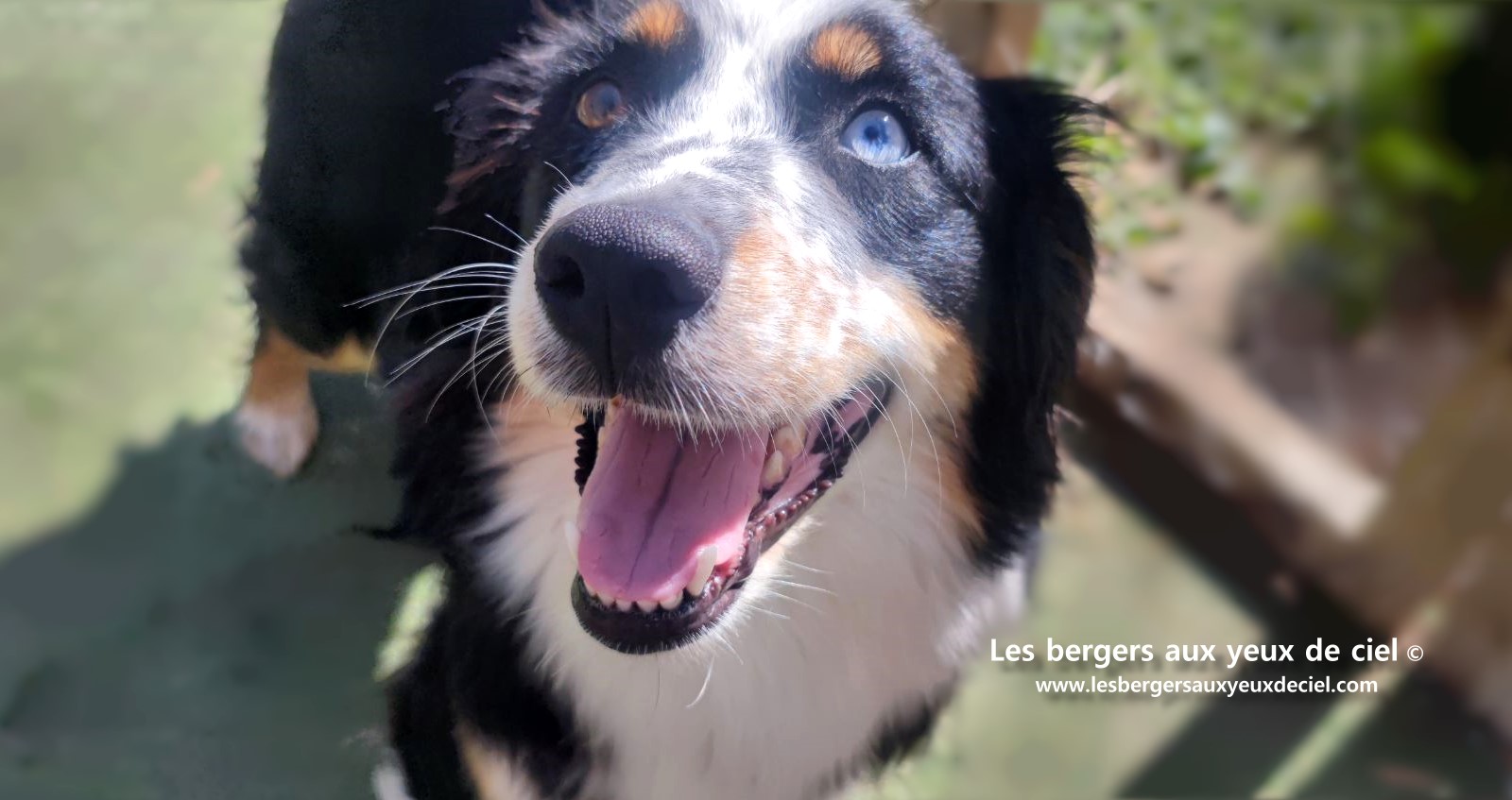 Toscane femelle tricolore aux yeux bleus est passée devant un juge de la Société Centrale Canine. Elle a obtenu sans difficulté son pedigree définitif.