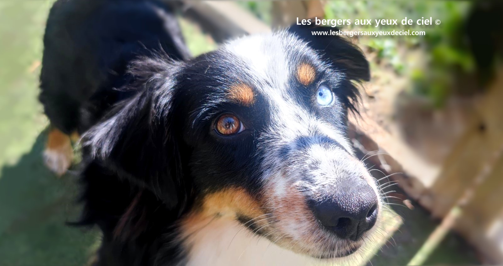 Toscane femelle tricolore aux yeux bleus est passée devant un juge de la Société Centrale Canine. Elle a obtenu sans difficulté son pedigree définitif.