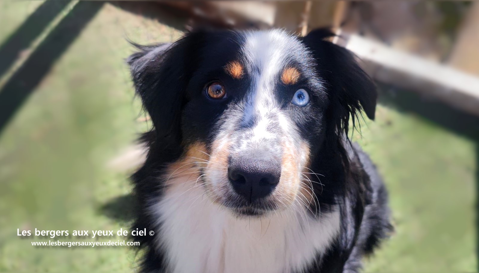 Toscane femelle tricolore aux yeux bleus est passée devant un juge de la Société Centrale Canine. Elle a obtenu sans difficulté son pedigree définitif.