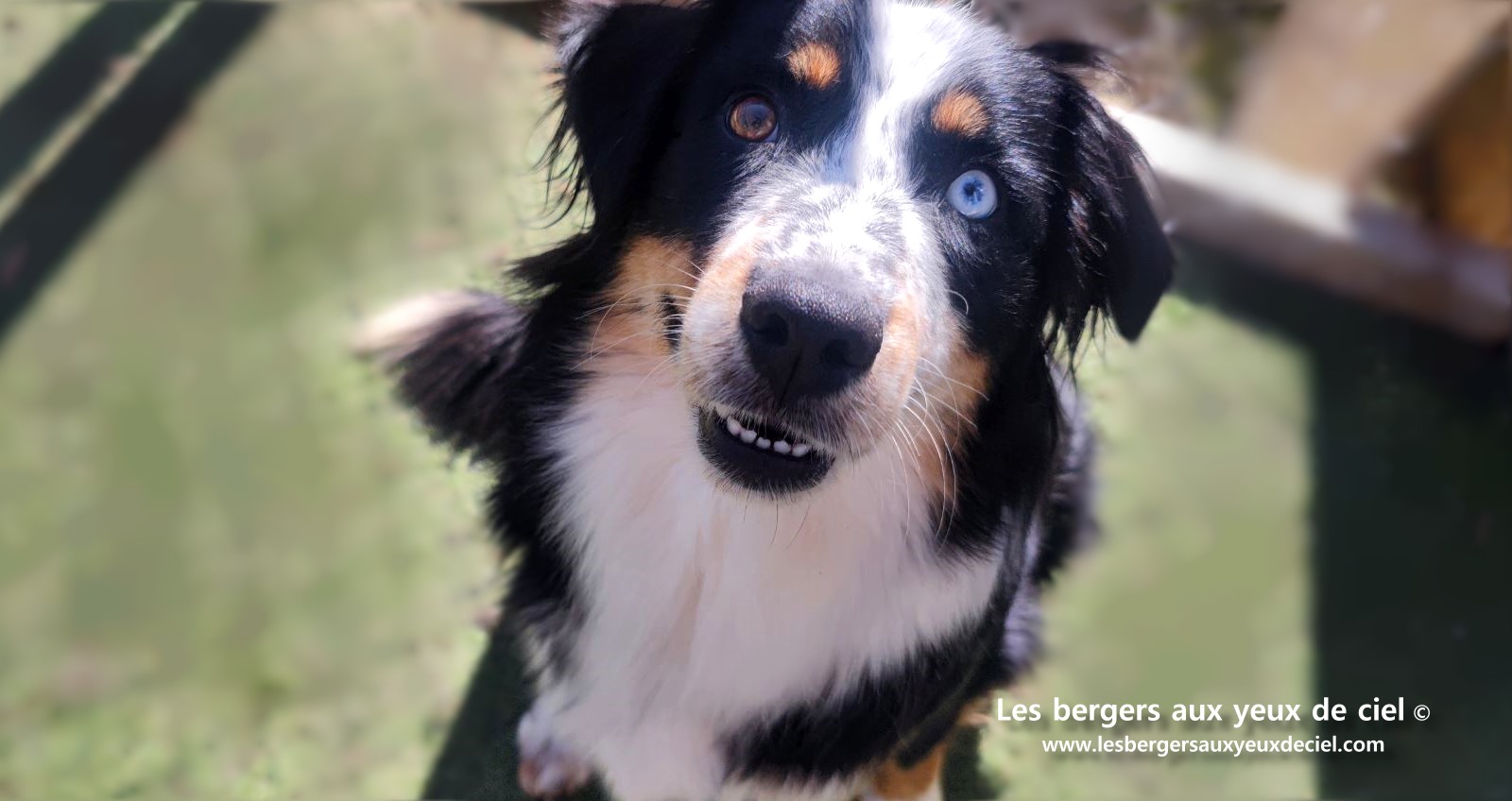 Toscane femelle tricolore aux yeux bleus est passée devant un juge de la Société Centrale Canine. Elle a obtenu sans difficulté son pedigree définitif.