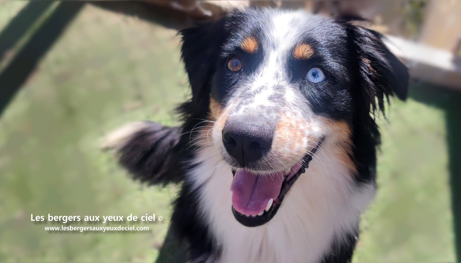 Toscane femelle tricolore aux yeux bleus est passée devant un juge de la Société Centrale Canine. Elle a obtenu sans difficulté son pedigree définitif.