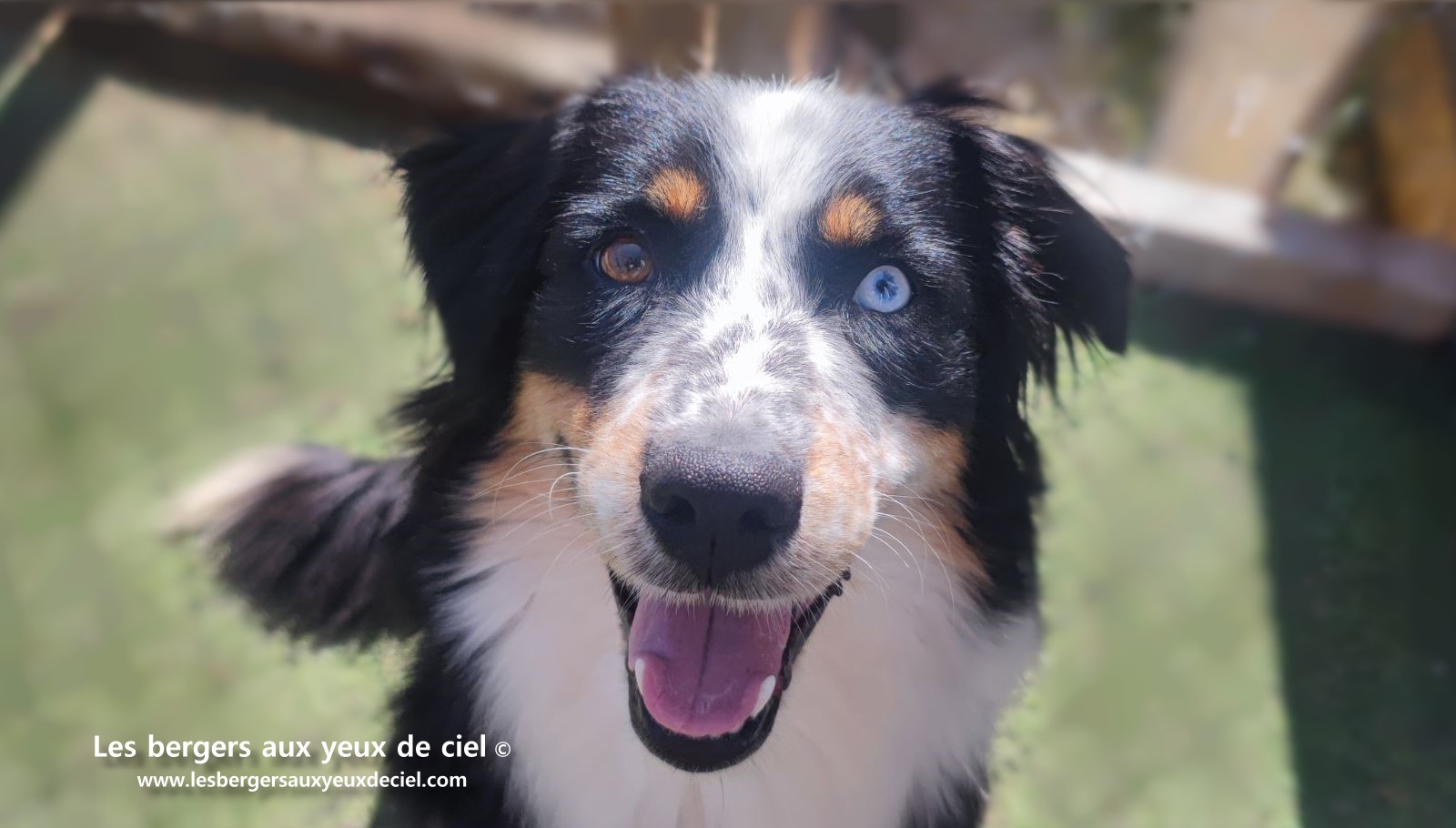 Toscane femelle tricolore aux yeux bleus est passée devant un juge de la Société Centrale Canine. Elle a obtenu sans difficulté son pedigree définitif.