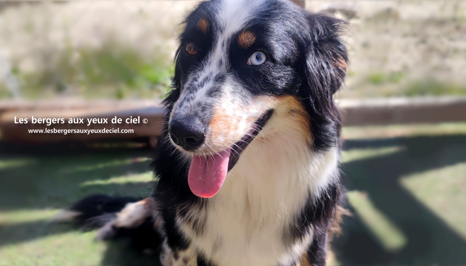 Toscane femelle tricolore aux yeux bleus est passée devant un juge de la Société Centrale Canine. Elle a obtenu sans difficulté son pedigree définitif.