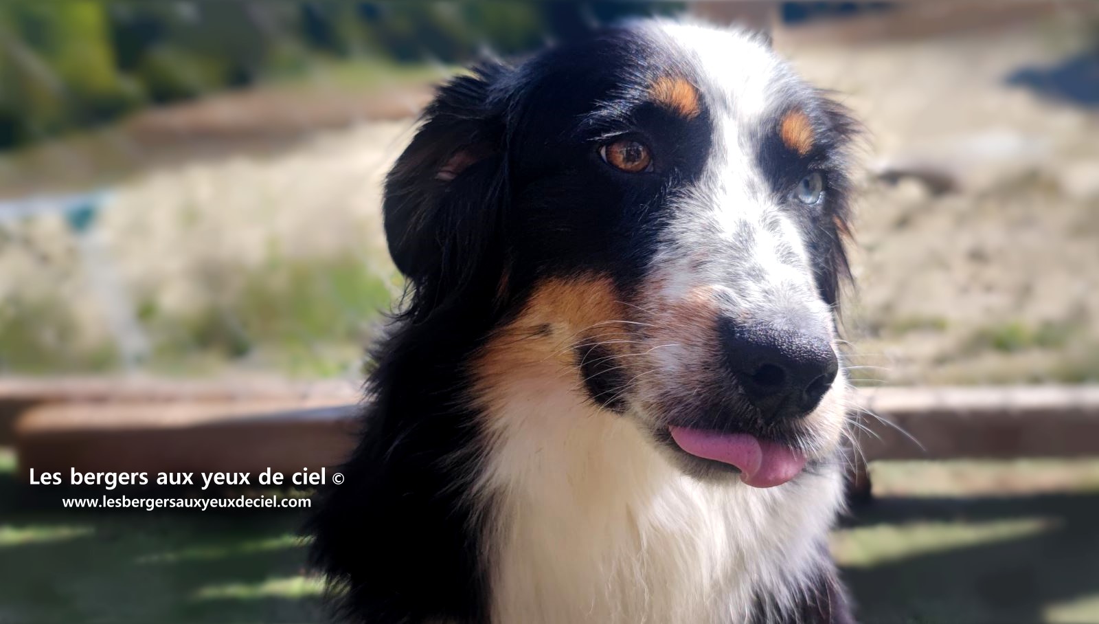 Toscane femelle tricolore aux yeux bleus est passée devant un juge de la Société Centrale Canine. Elle a obtenu sans difficulté son pedigree définitif.