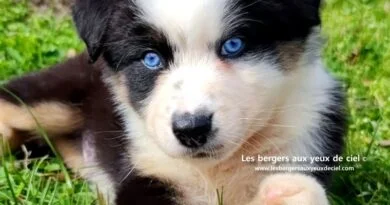 chiot berger australien U’Maybank Chiots bergers australiens mâle noir tricolore aux yeux bleus