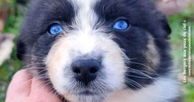 chiot berger australien Ully Recherche chiot berger australien femelle noire tricolore aux yeux bleus