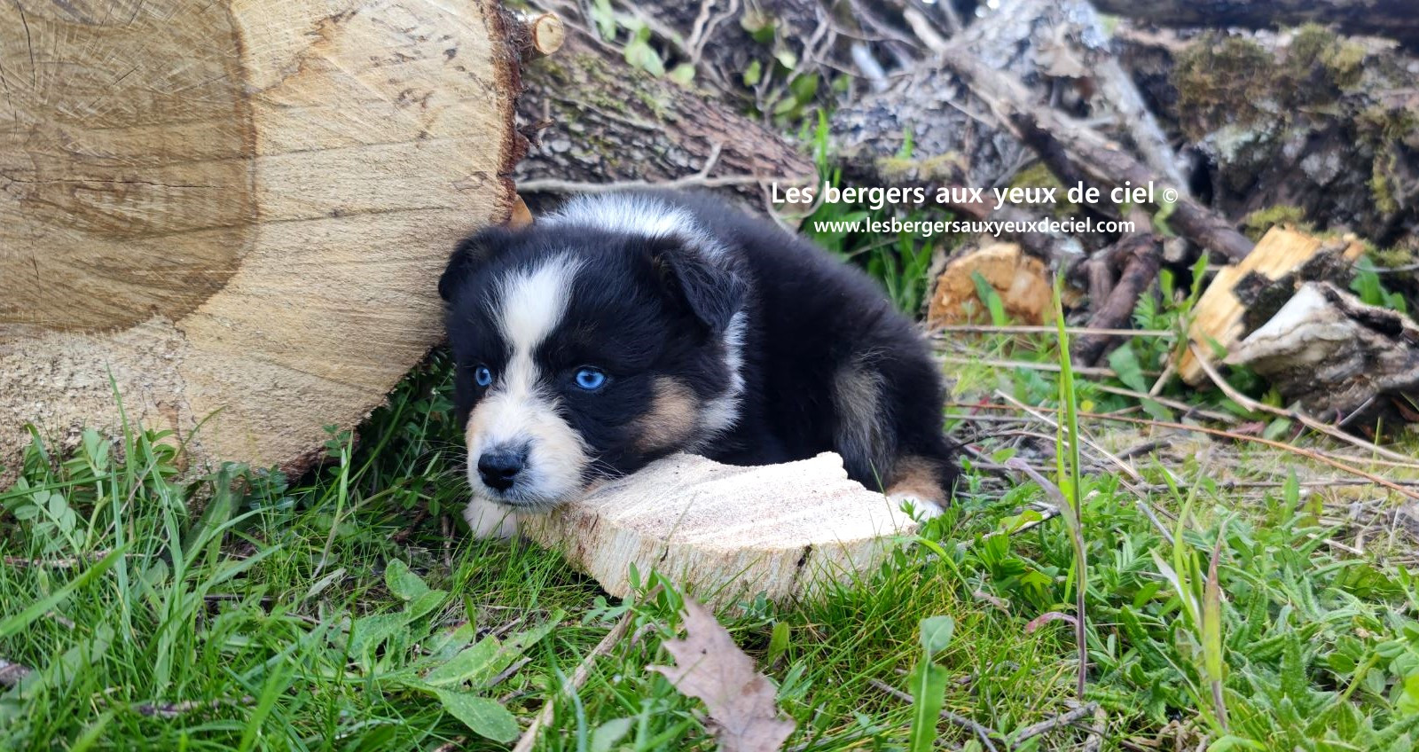 Recherche chiot berger australien femelle noire tricolore aux yeux bleus