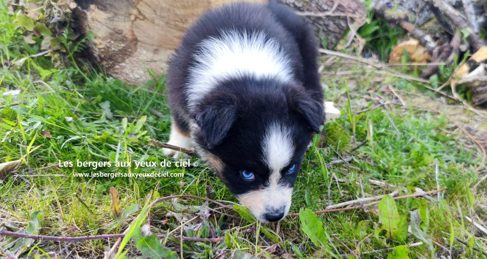 Recherche chiot berger australien femelle noire tricolore aux yeux bleus