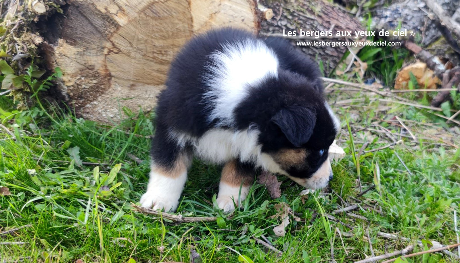 Recherche chiot berger australien femelle noire tricolore aux yeux bleus