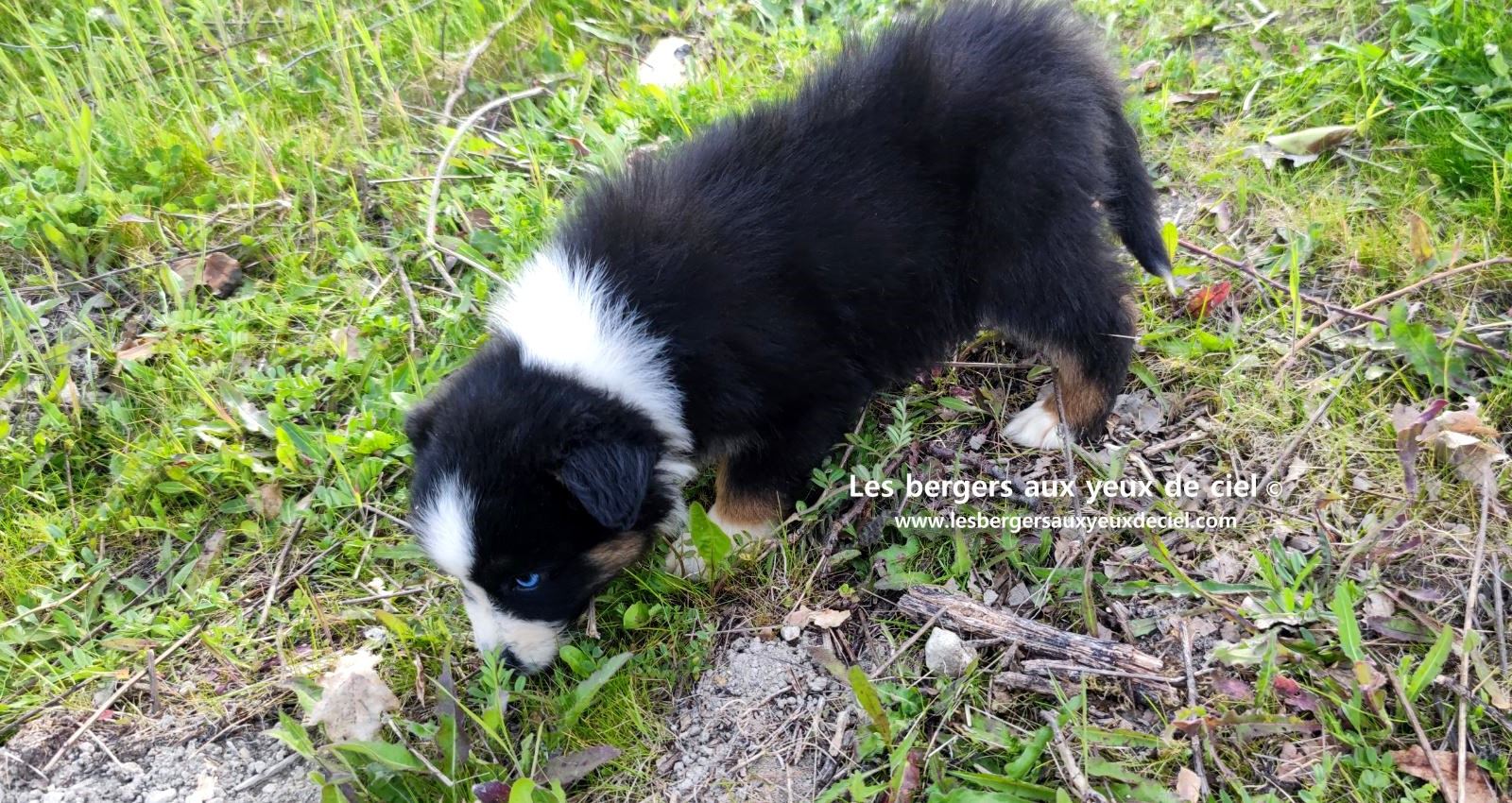 Recherche chiot berger australien femelle noire tricolore aux yeux bleus