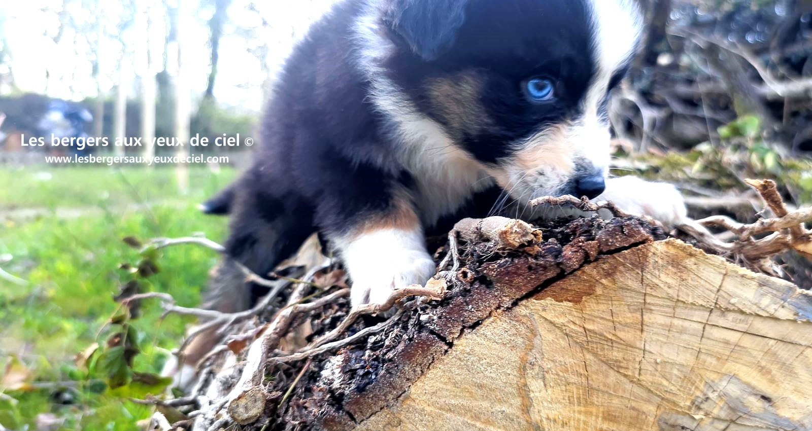 Recherche chiot berger australien femelle noire tricolore aux yeux bleus