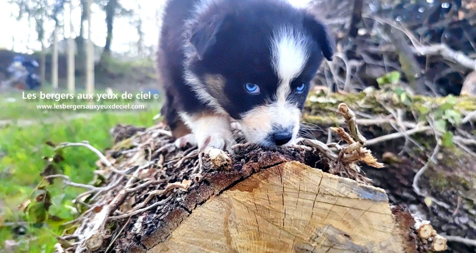 Recherche chiot berger australien femelle noire tricolore aux yeux bleus