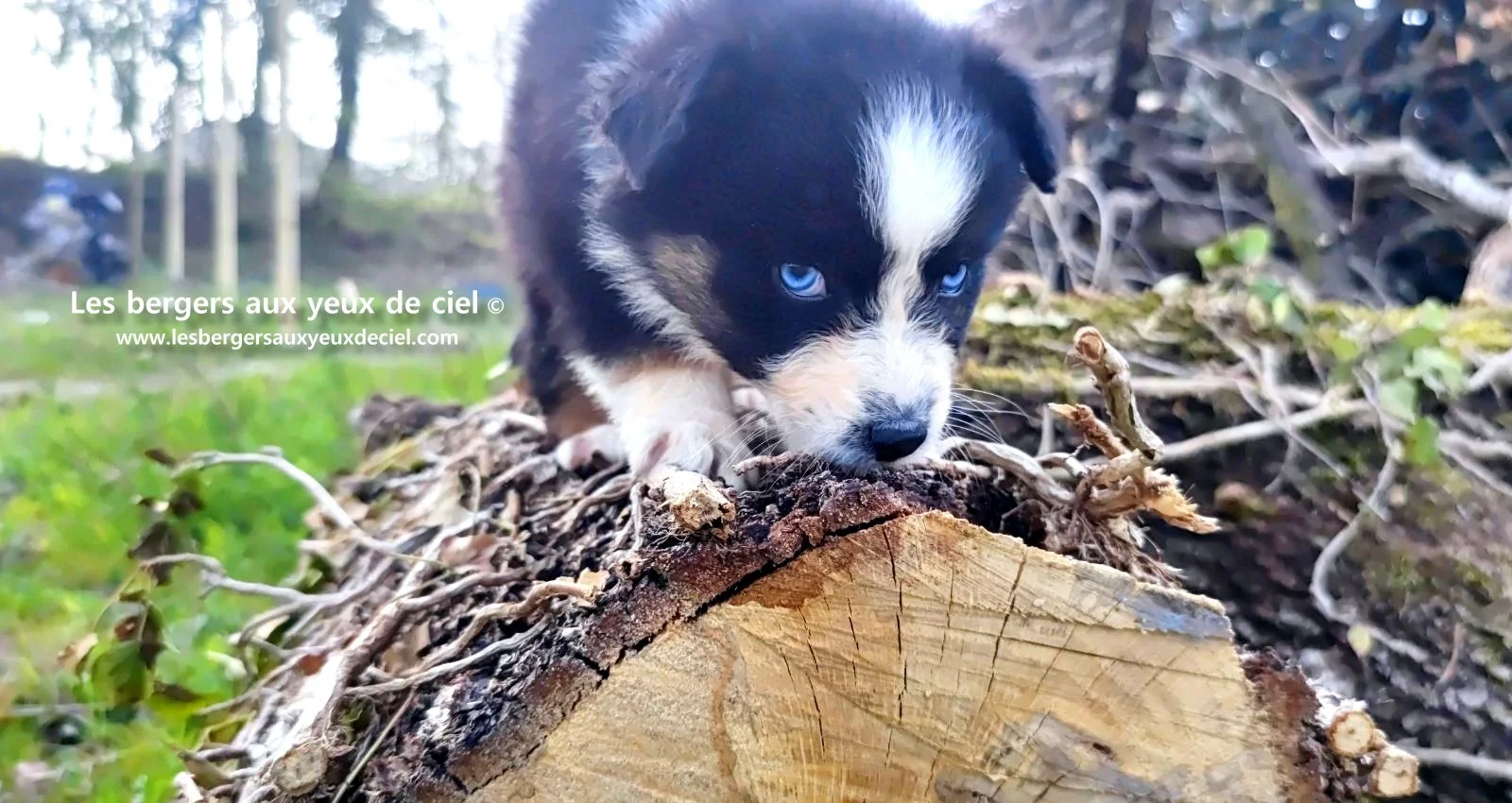 Recherche chiot berger australien femelle noire tricolore aux yeux bleus