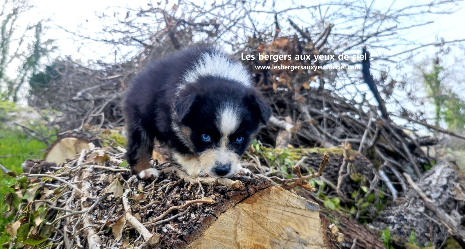 Recherche chiot berger australien femelle noire tricolore aux yeux bleus