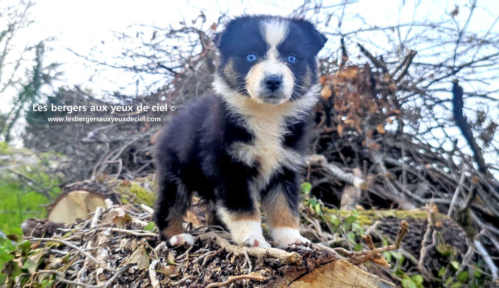 Recherche chiot berger australien femelle noire tricolore aux yeux bleus