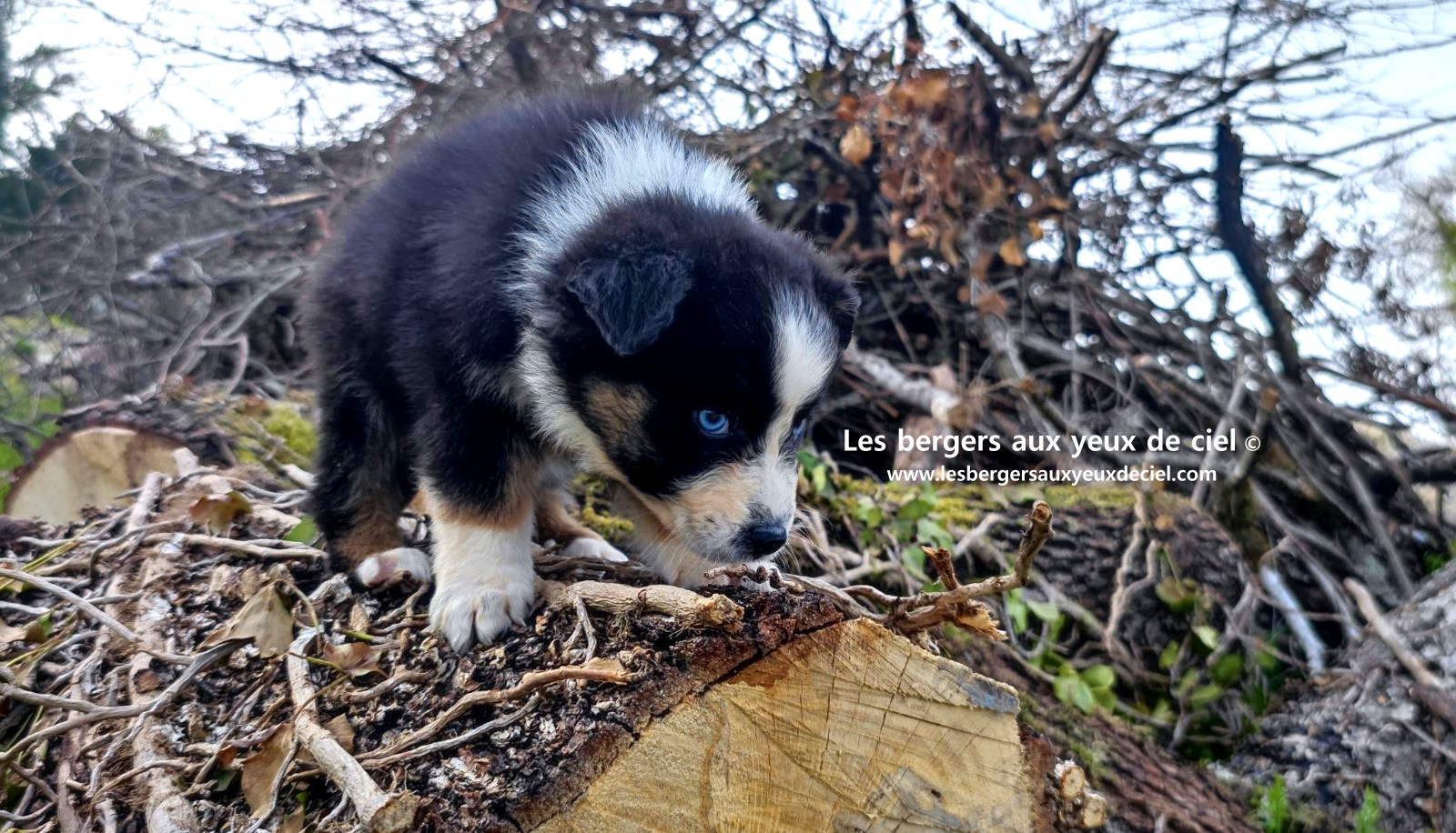 Recherche chiot berger australien femelle noire tricolore aux yeux bleus