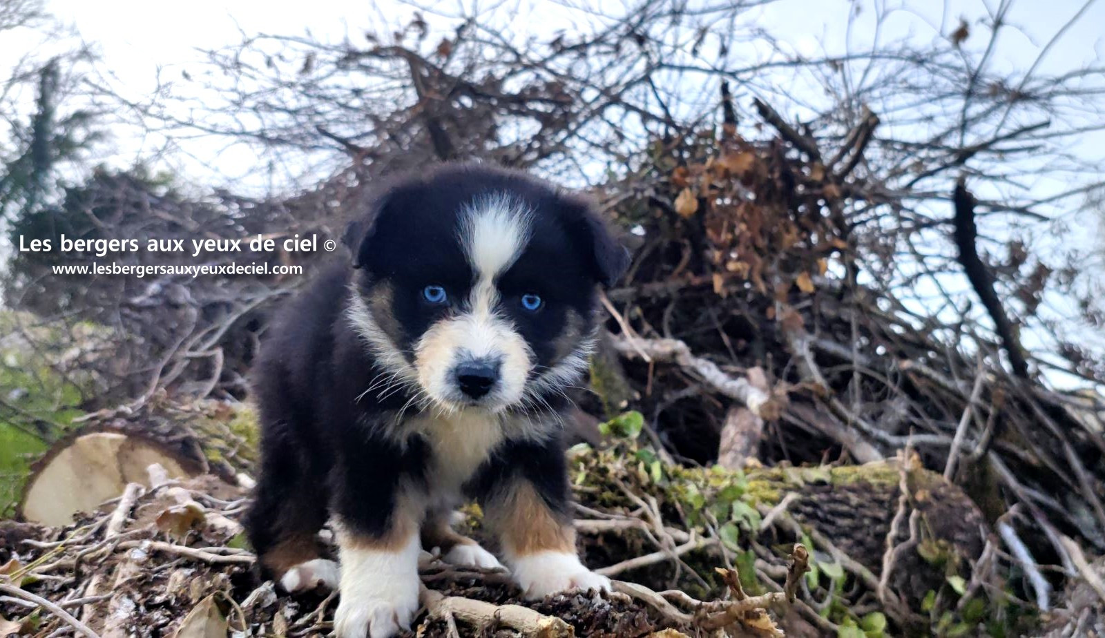 Recherche chiot berger australien femelle noire tricolore aux yeux bleus