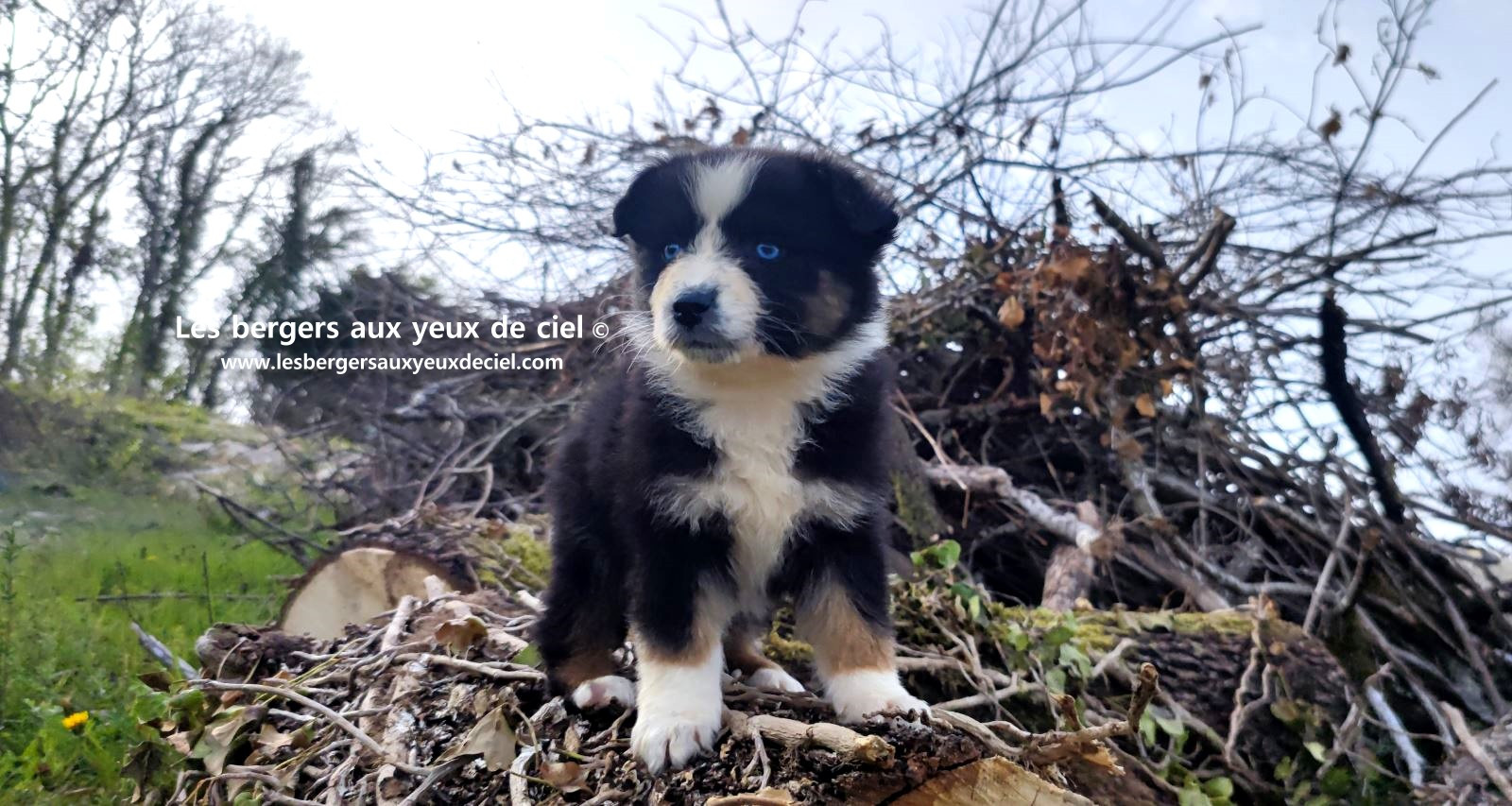 Recherche chiot berger australien femelle noire tricolore aux yeux bleus