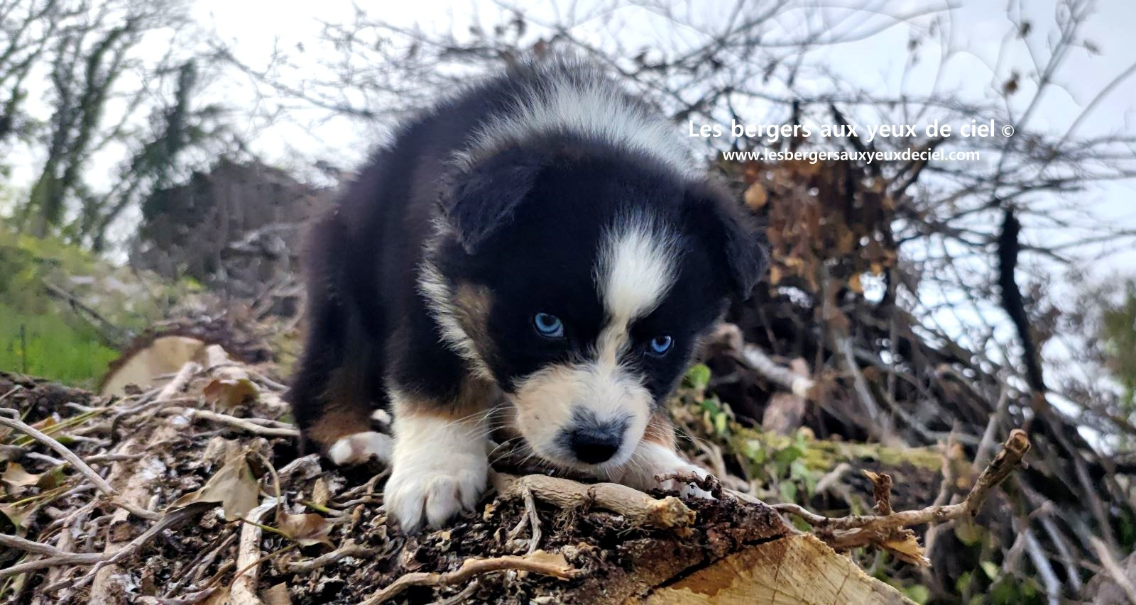 Recherche chiot berger australien femelle noire tricolore aux yeux bleus