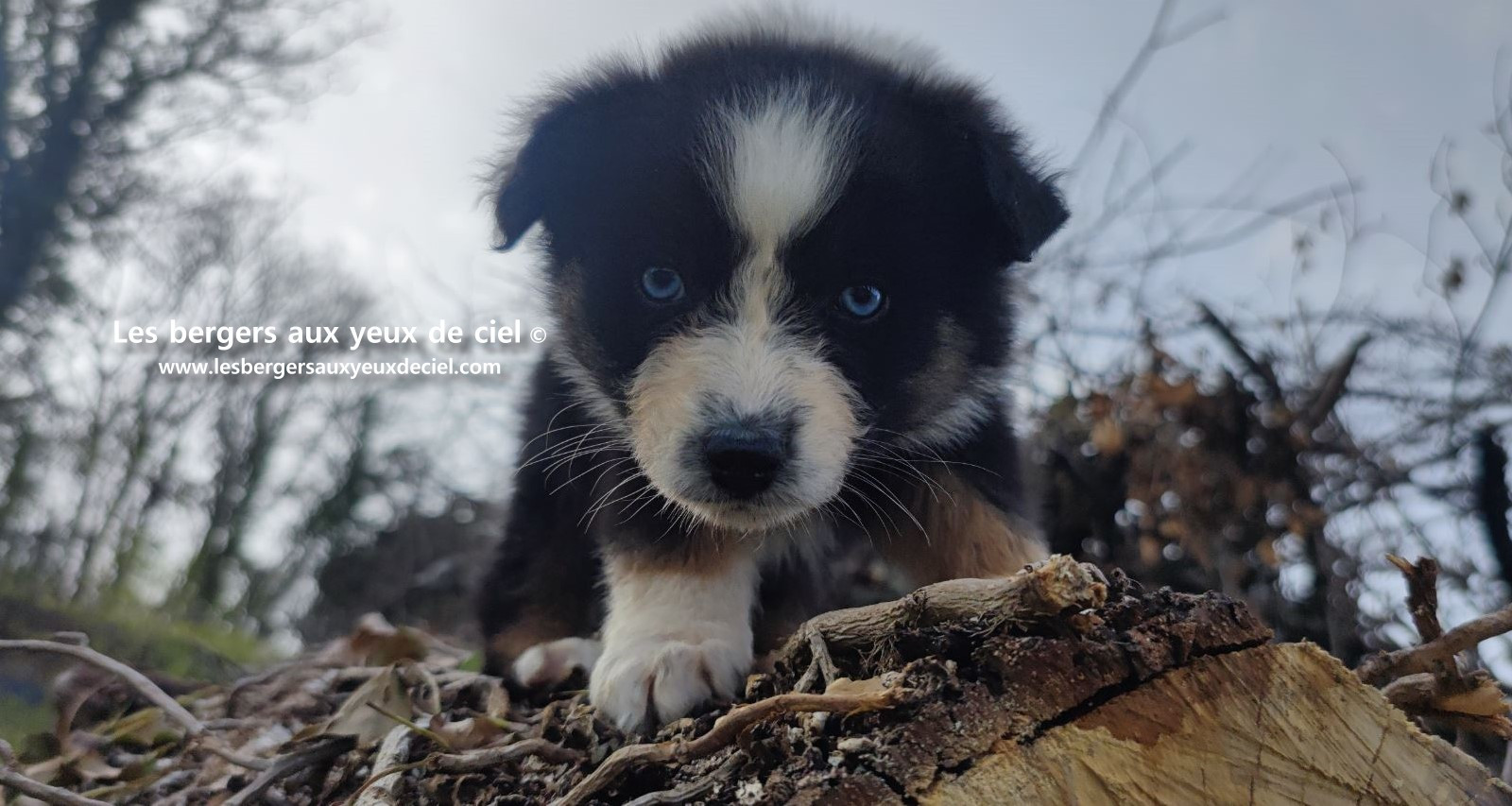 Recherche chiot berger australien femelle noire tricolore aux yeux bleus