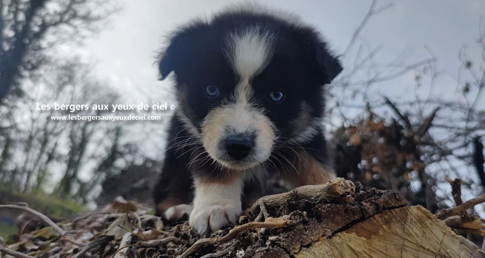 Recherche chiot berger australien femelle noire tricolore aux yeux bleus