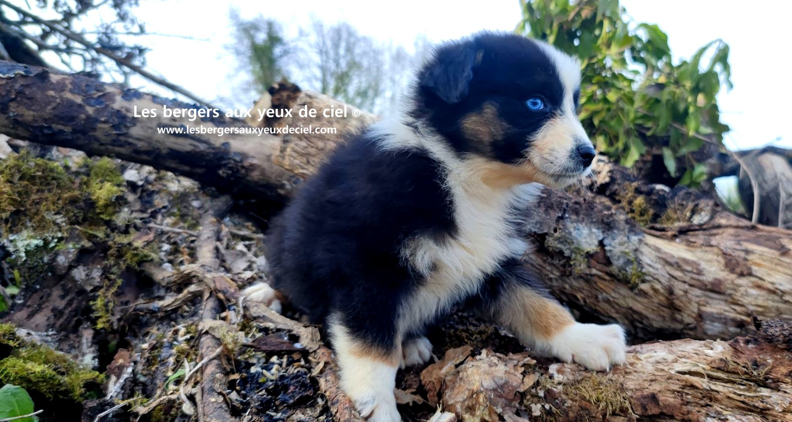 Recherche chiot berger australien femelle noire tricolore aux yeux bleus