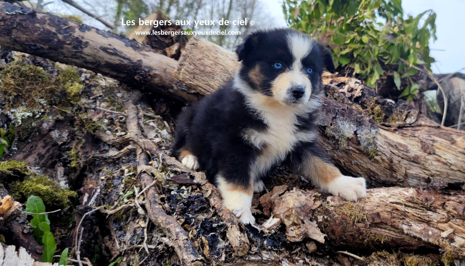 Recherche chiot berger australien femelle noire tricolore aux yeux bleus