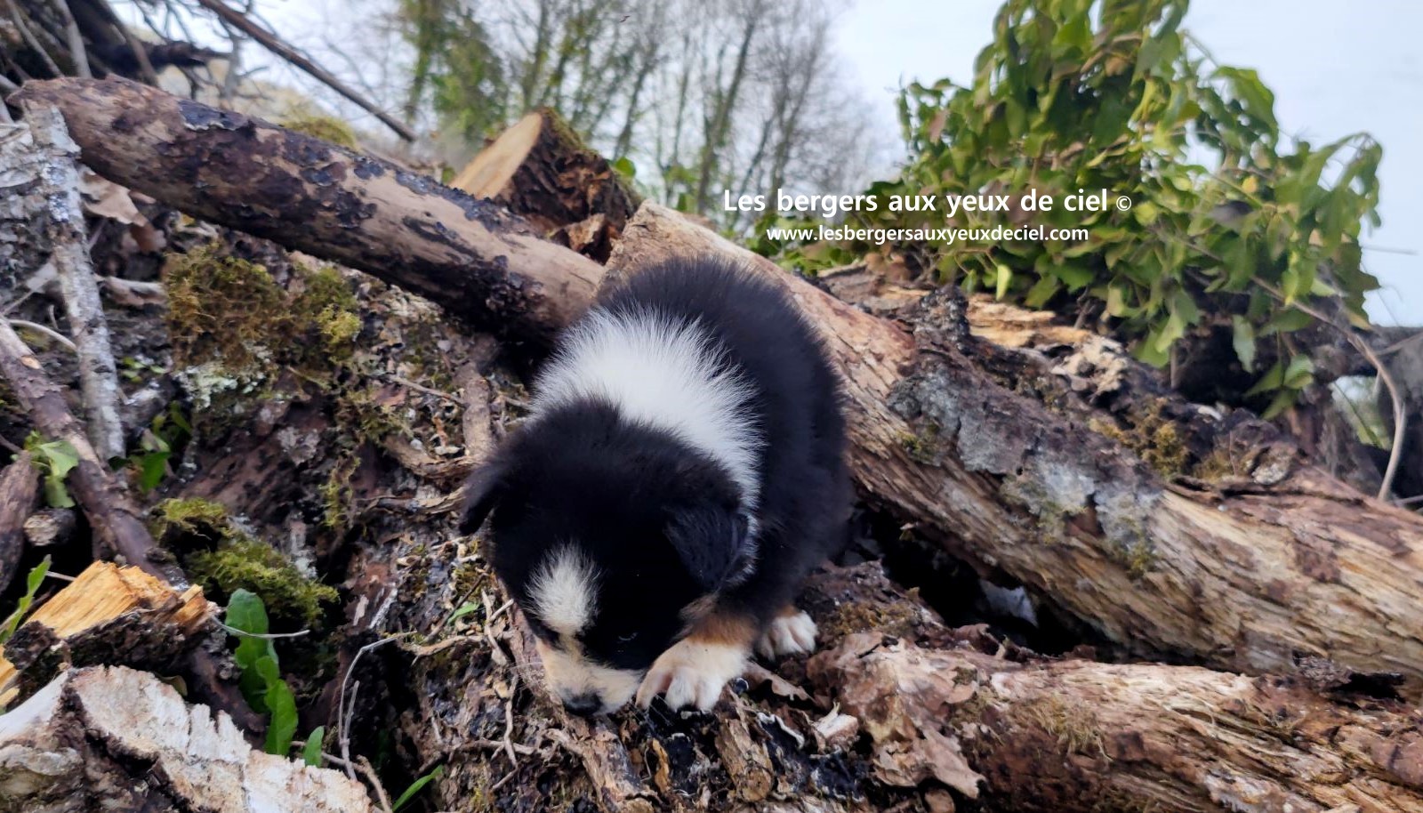 Recherche chiot berger australien femelle noire tricolore aux yeux bleus