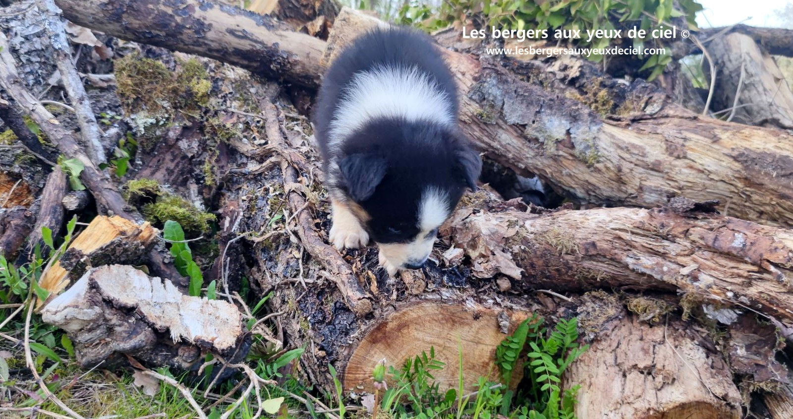 Recherche chiot berger australien femelle noire tricolore aux yeux bleus