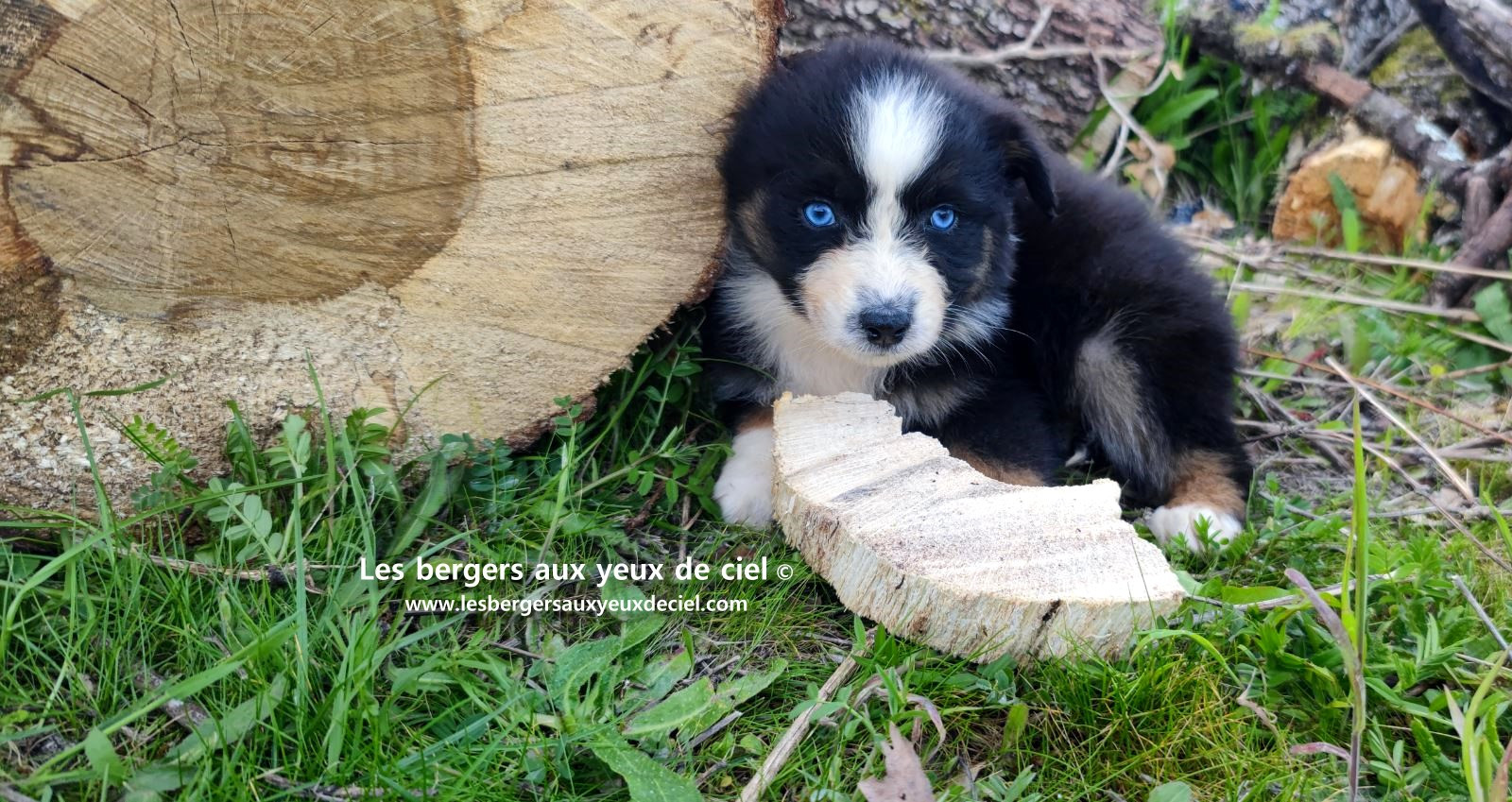 Recherche chiot berger australien femelle noire tricolore aux yeux bleus