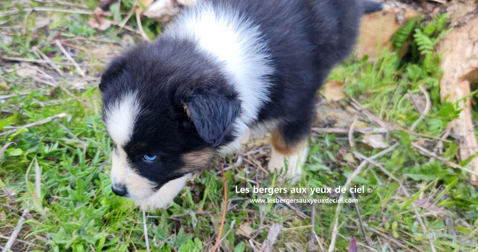 Recherche chiot berger australien femelle noire tricolore aux yeux bleus