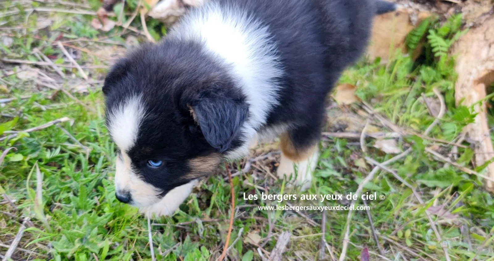 Recherche chiot berger australien femelle noire tricolore aux yeux bleus