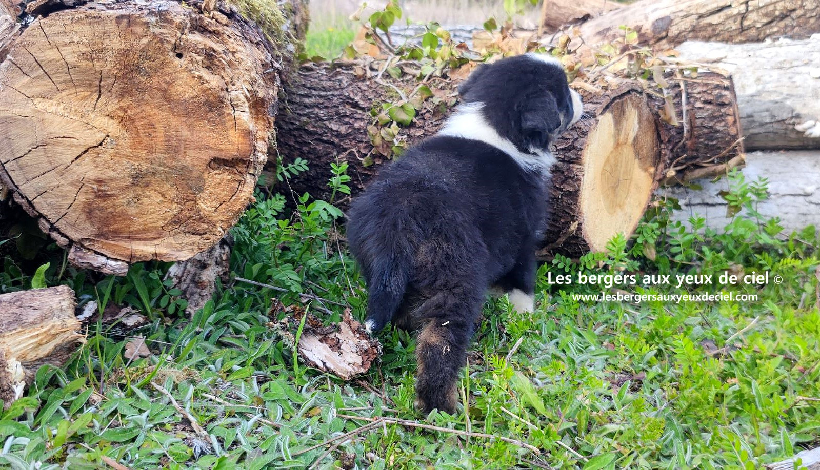 Recherche chiot berger australien femelle noire tricolore aux yeux bleus