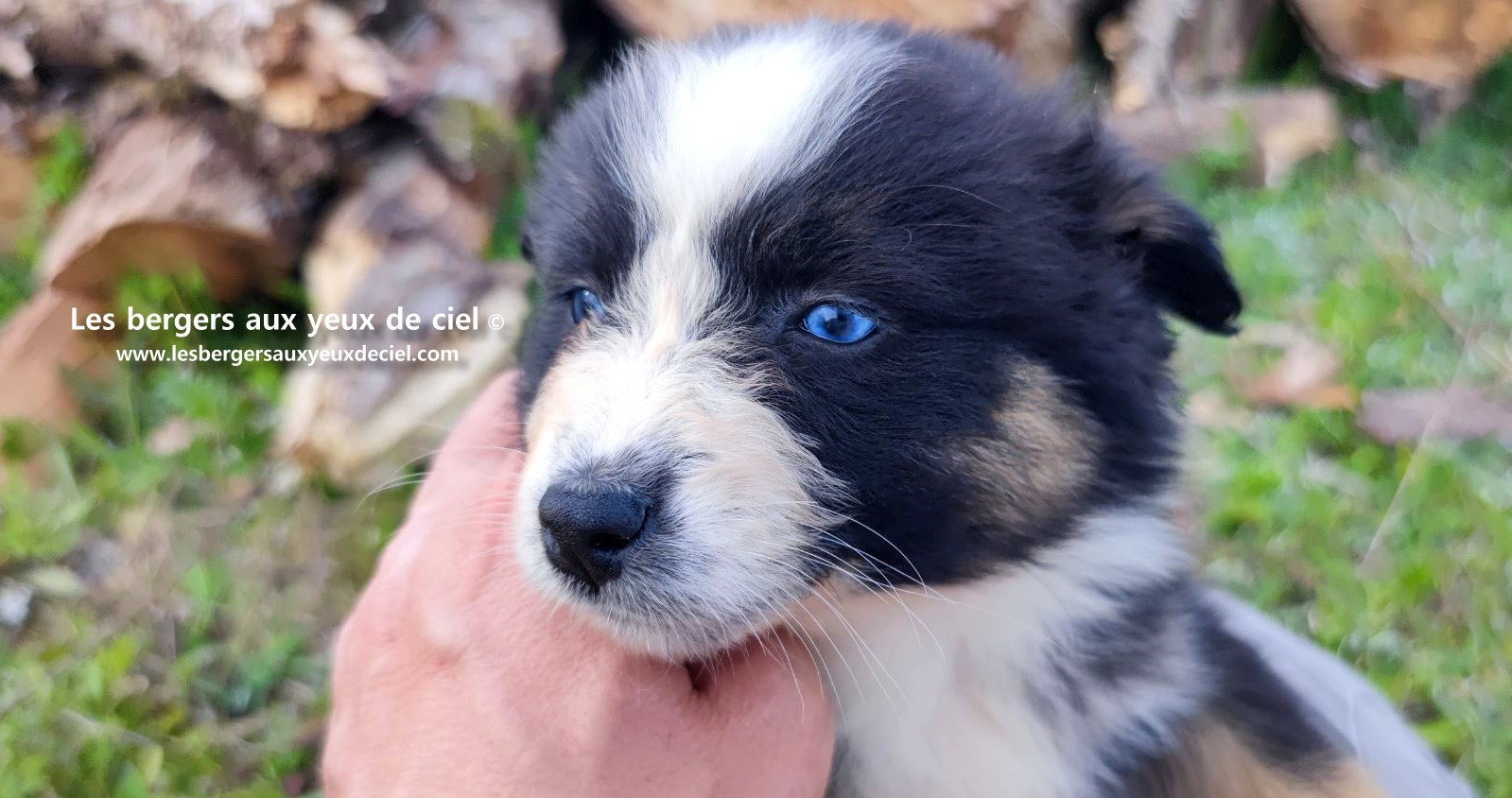 Recherche chiot berger australien femelle noire tricolore aux yeux bleus