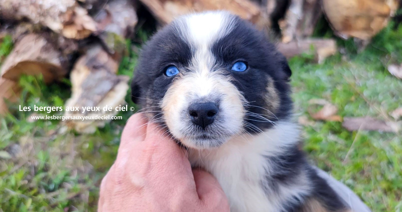 Recherche chiot berger australien femelle noire tricolore aux yeux bleus