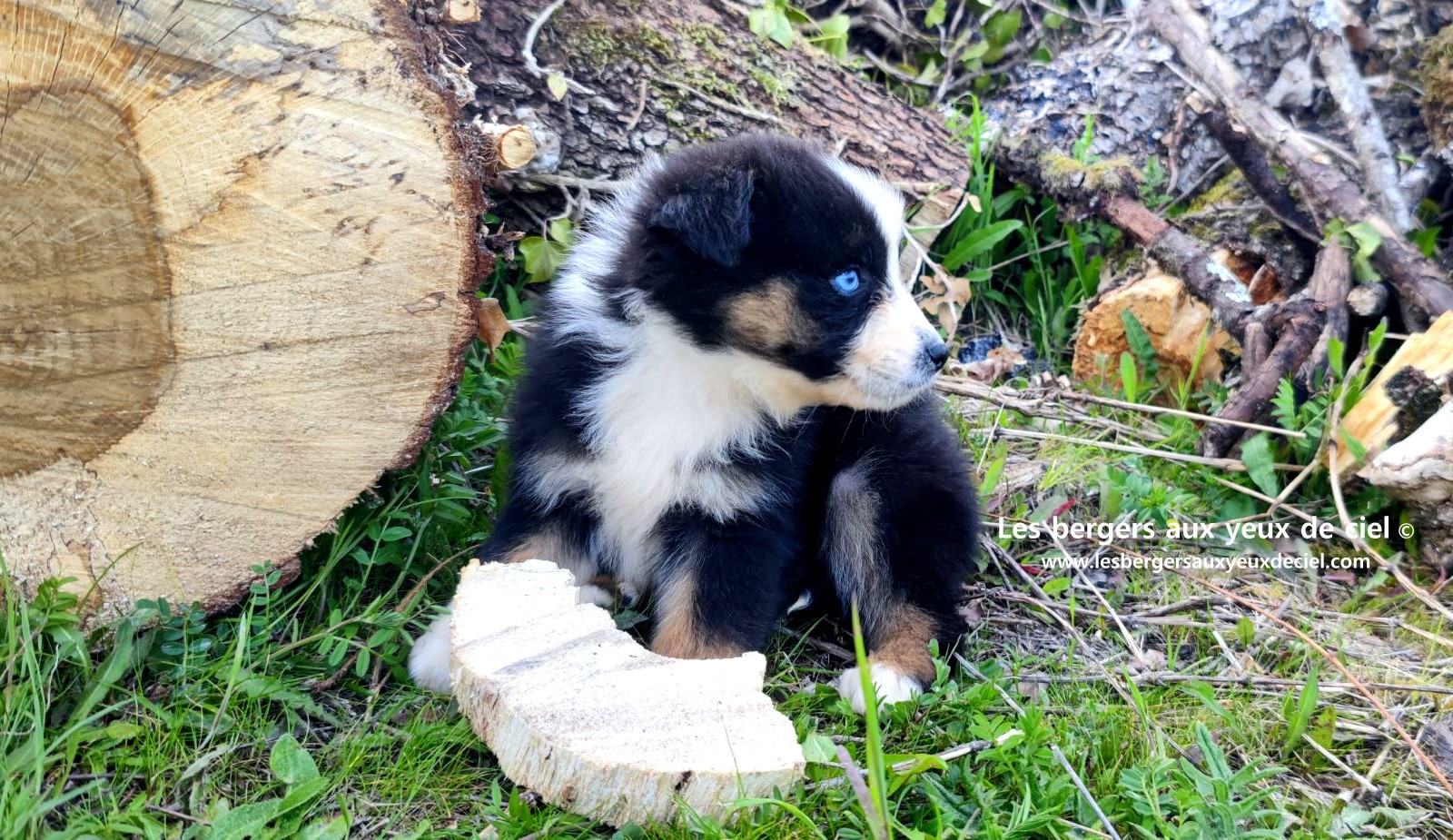 Recherche chiot berger australien femelle noire tricolore aux yeux bleus