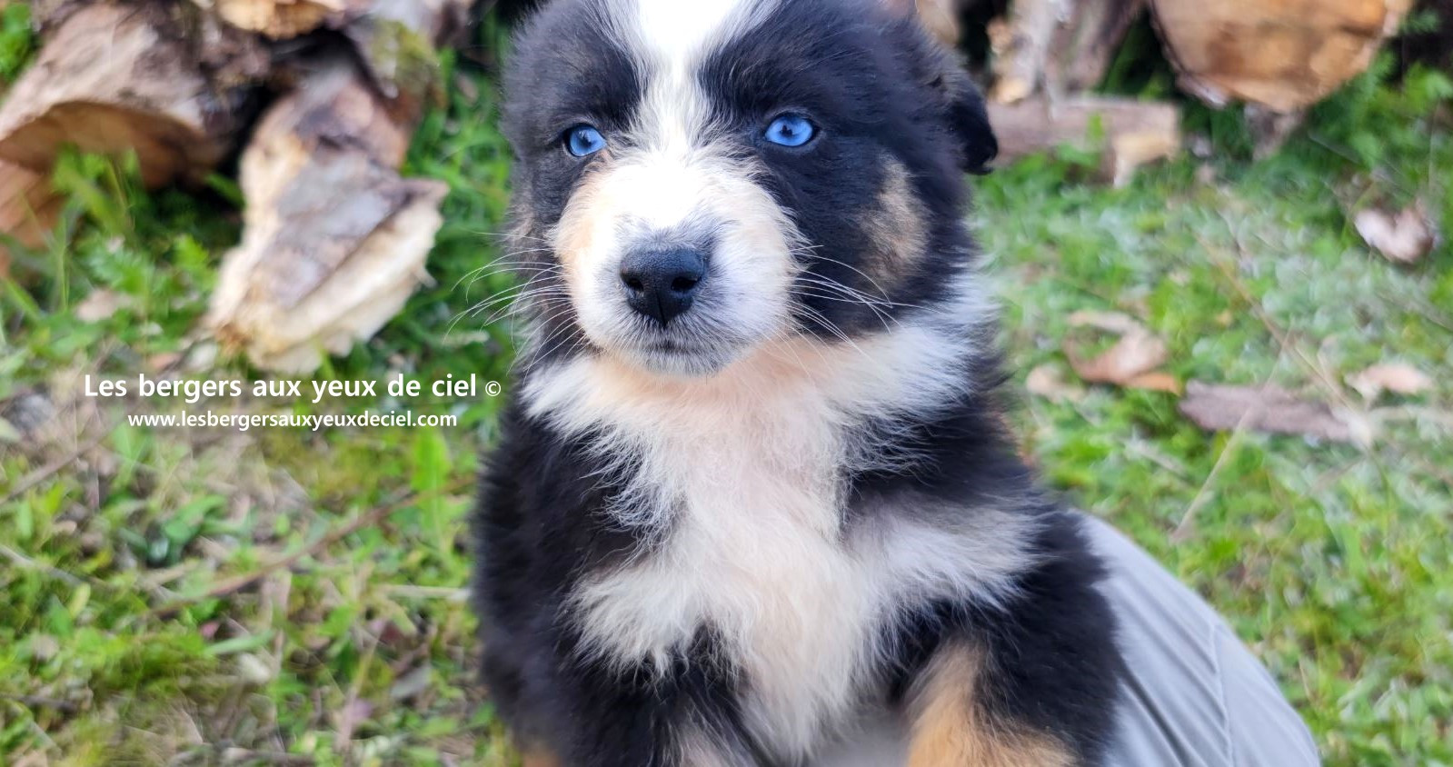 Recherche chiot berger australien femelle noire tricolore aux yeux bleus