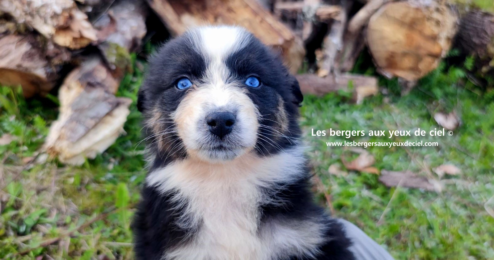 Recherche chiot berger australien femelle noire tricolore aux yeux bleus